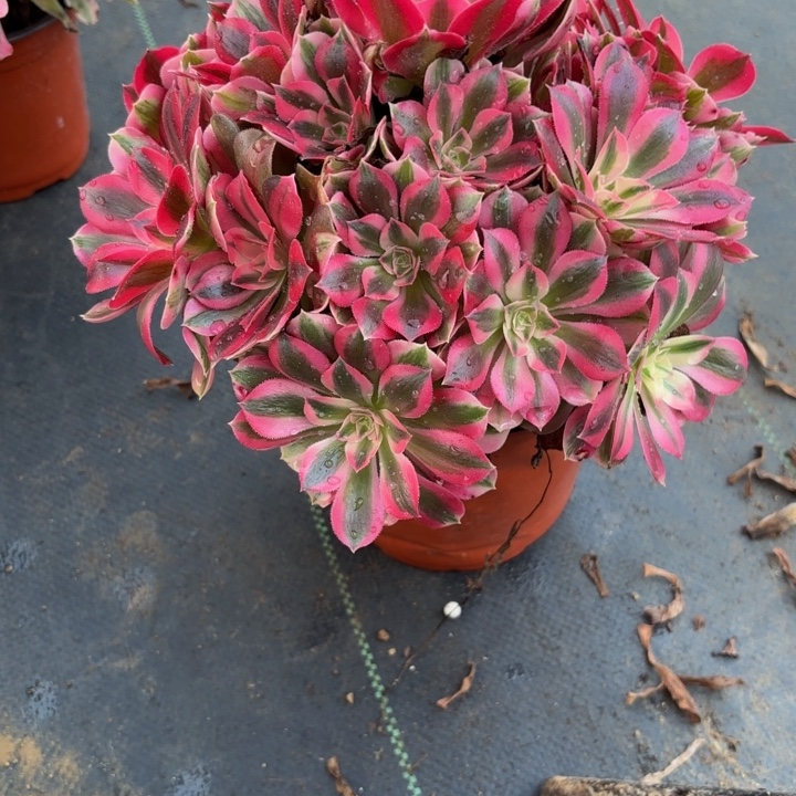 瑞妈，，。。。。。。266。女巫，