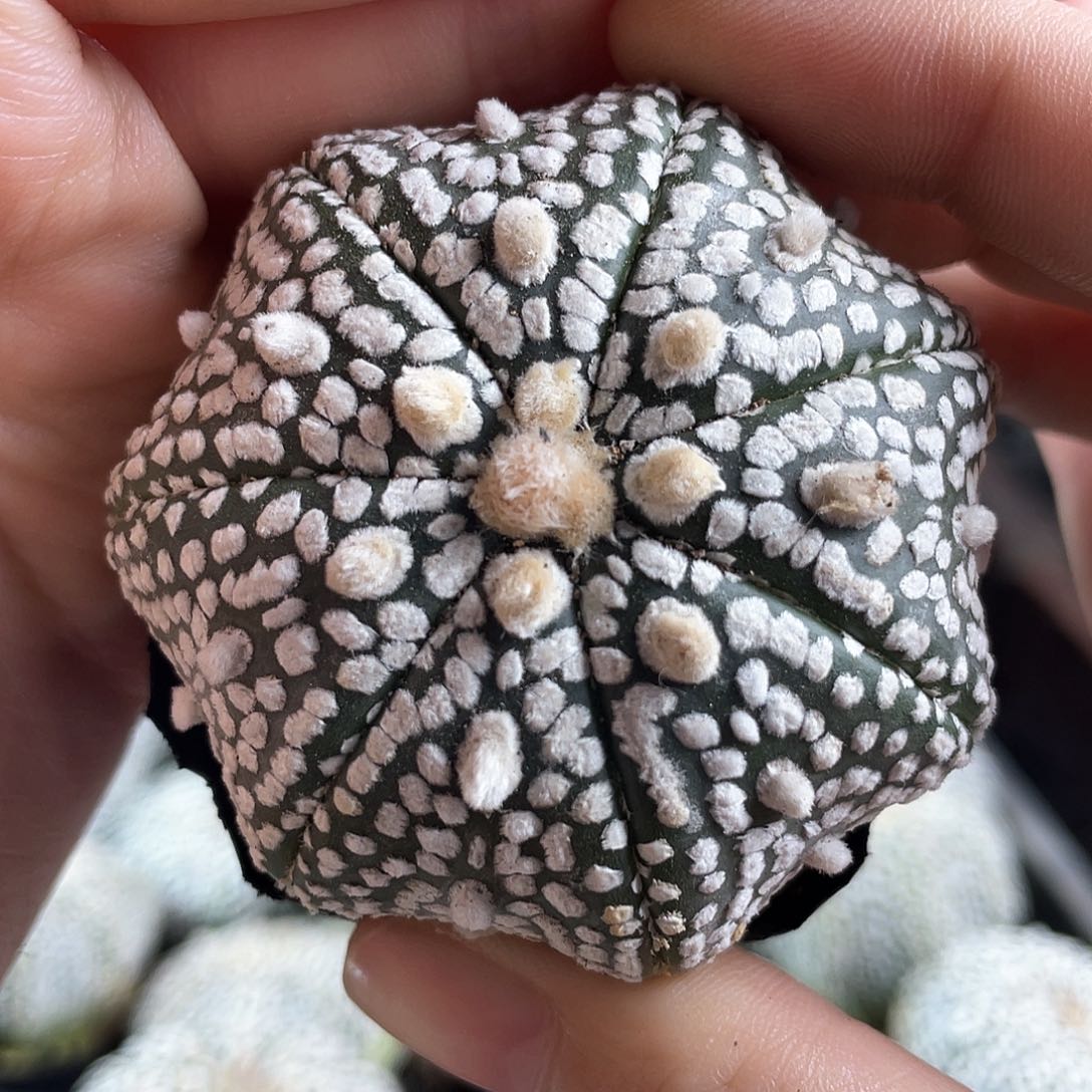 5cm实生海星浓白超兜带盆