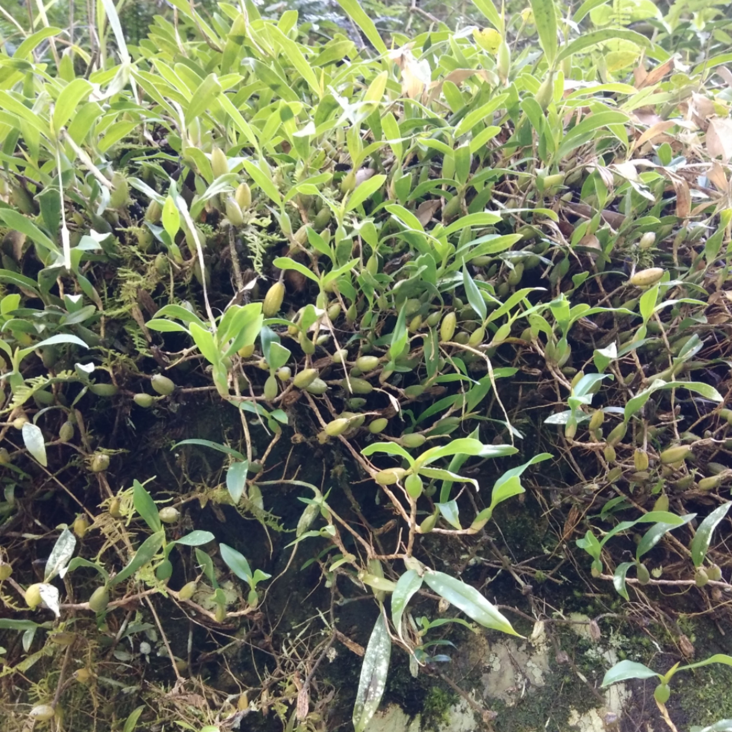 粤北连山石橄榄新鲜石仙桃