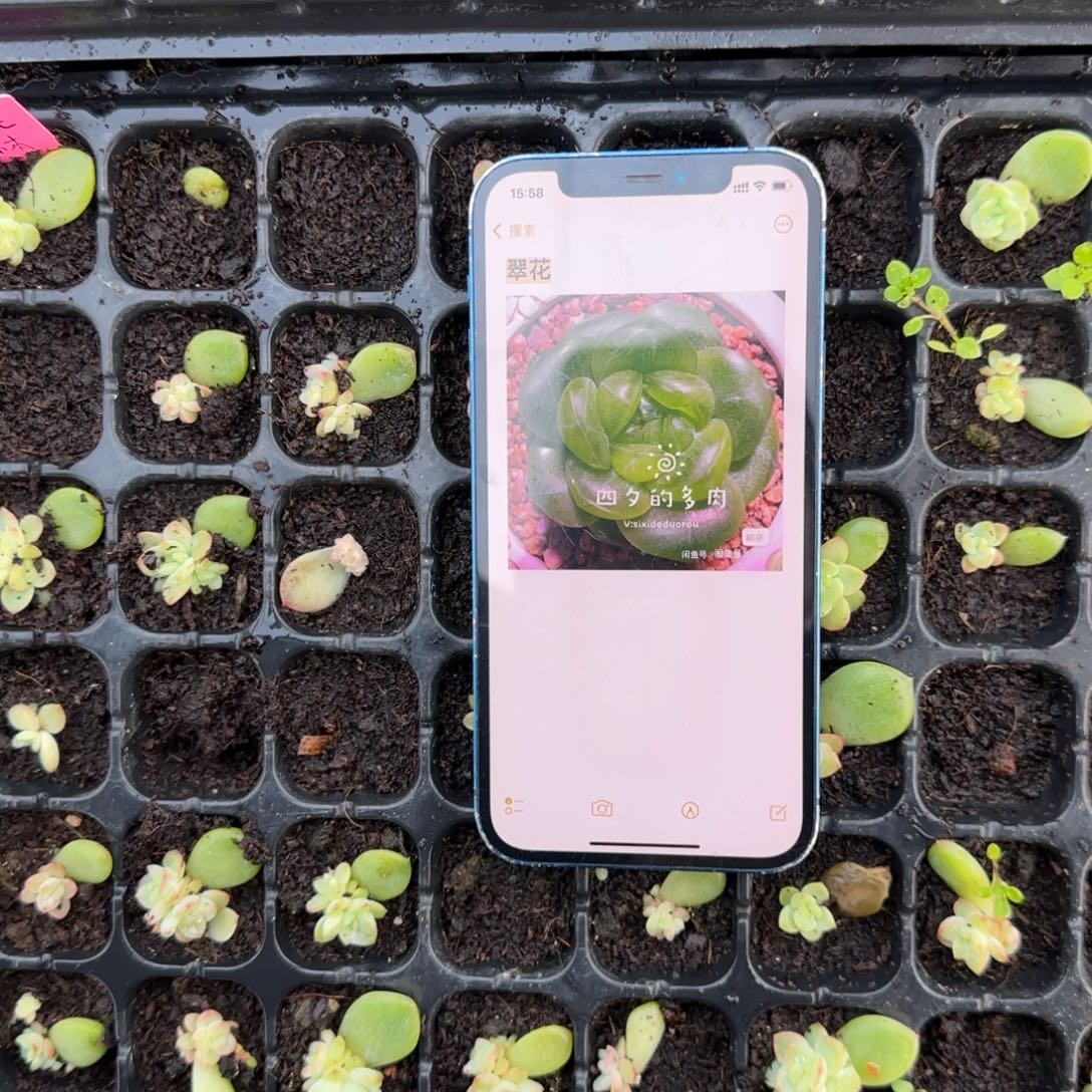 翠花一 个穴满25包邮