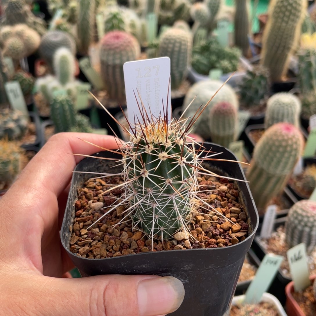 鹿角柱实生仙人球超长刺司虾