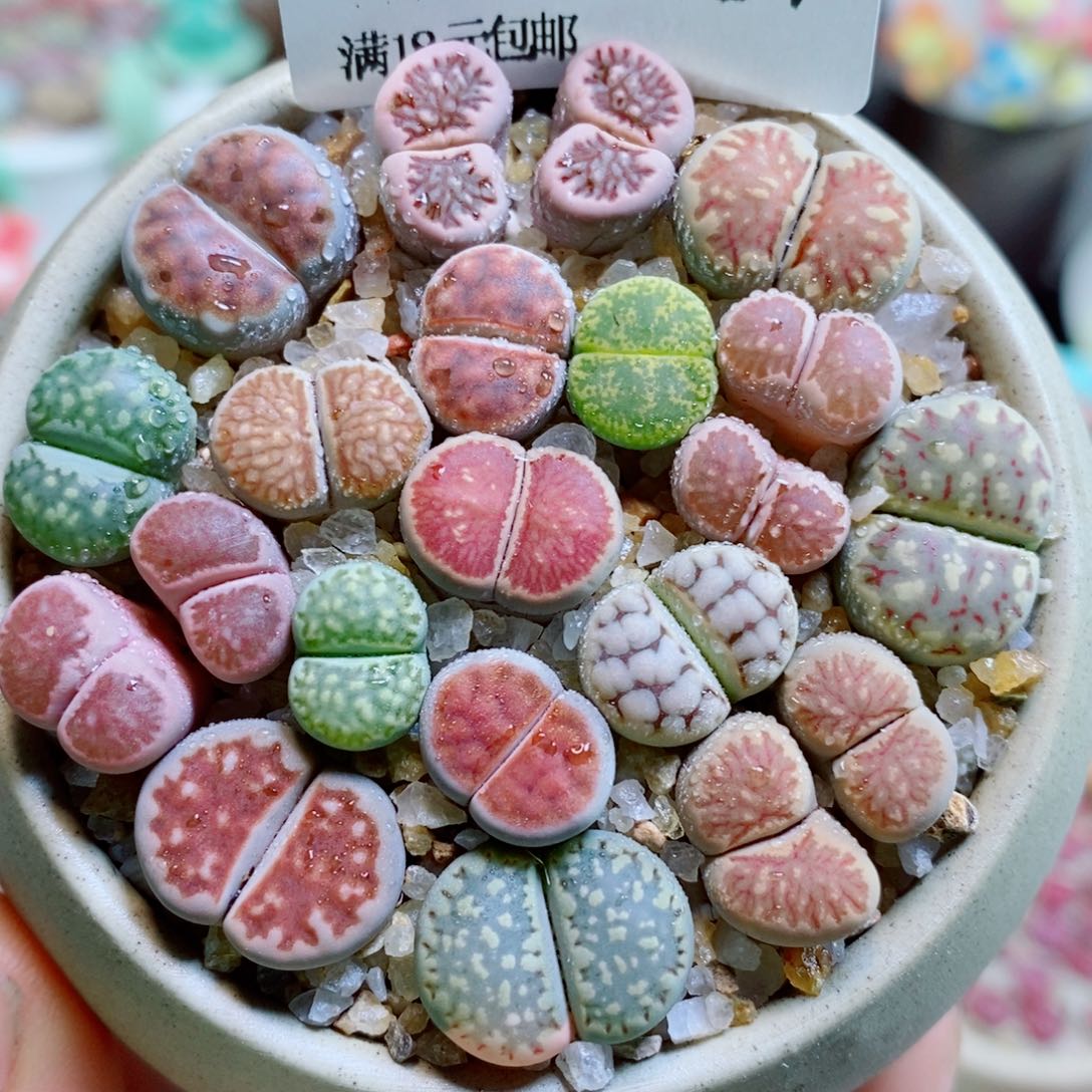 生石花花花哈哈哈哈哈哈367