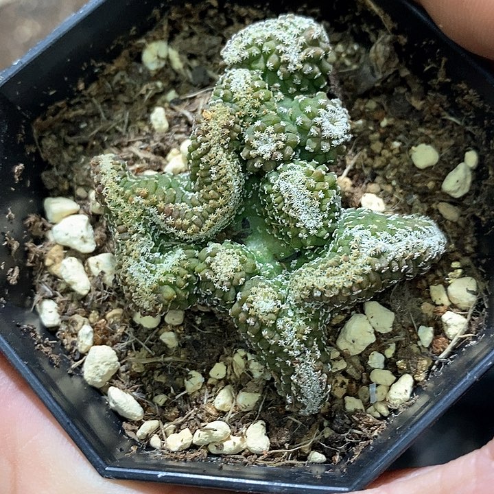 孤品实生多头连体菊水盘龙缀化5.5cm