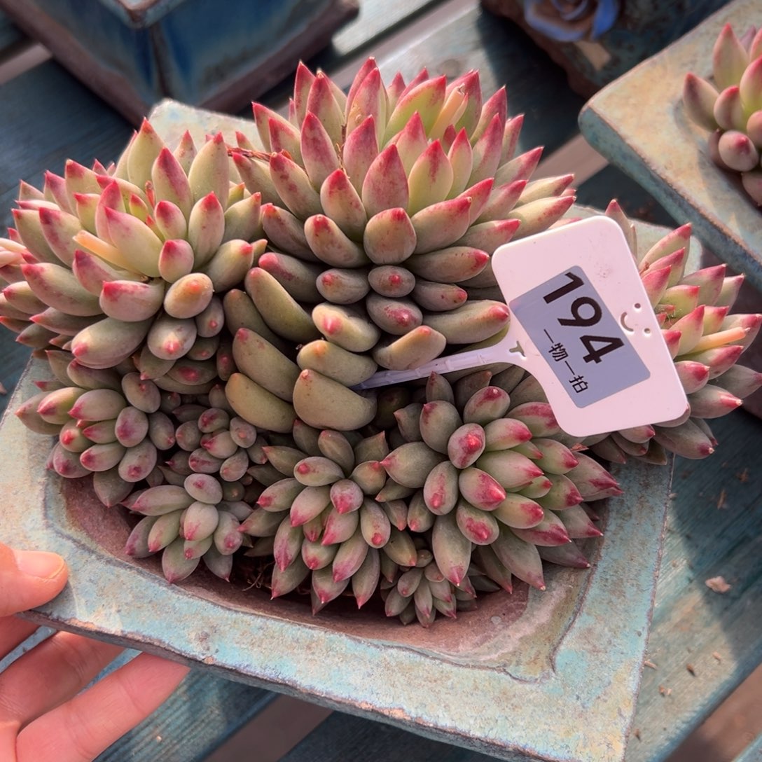 杨***好194、哥哥这个徐徐不错吧吧