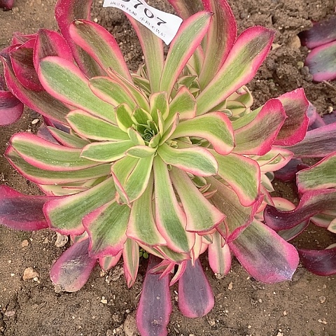 707美杜莎多肉法师