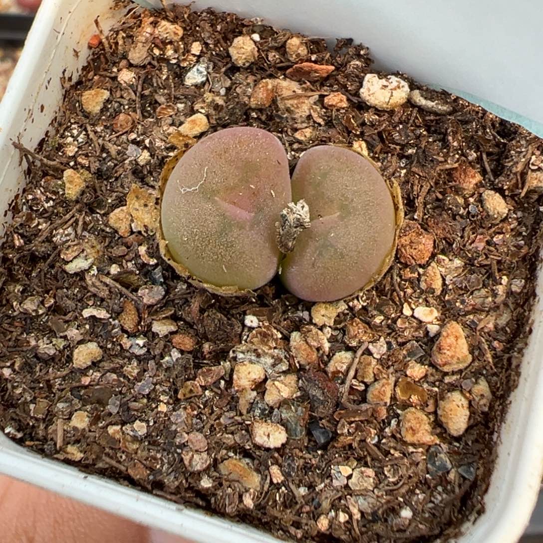 16-25空卡佛多肉植物