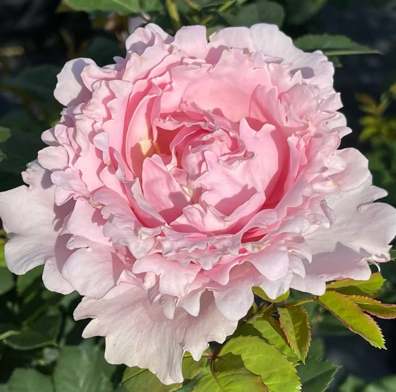 【索菲罗莎】   浓香型大花月季苗波浪边抗寒多季勤开适合庭院种植