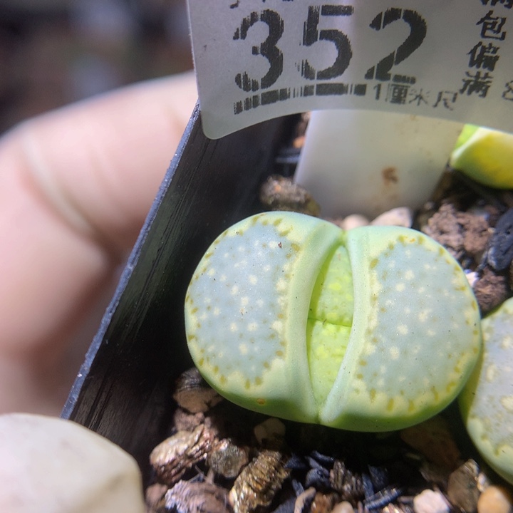 精品生石花311.352薄荷饼干