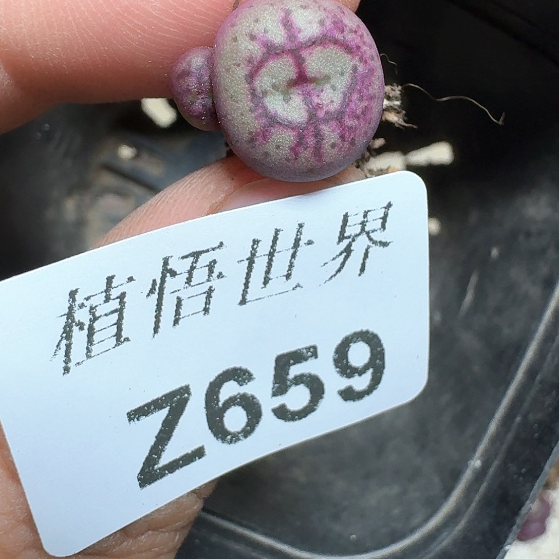 659盒多肉植物哇f v