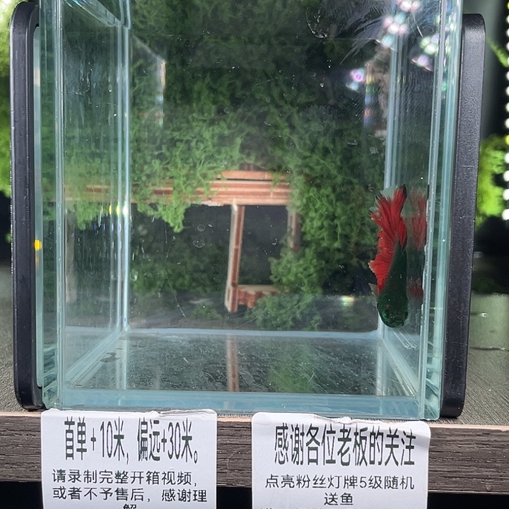 斗鱼活体不退不换谢谢