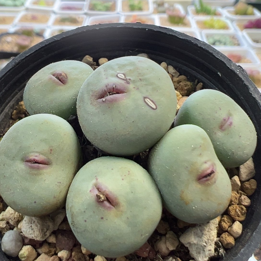 大型P嘴 肉锥植物