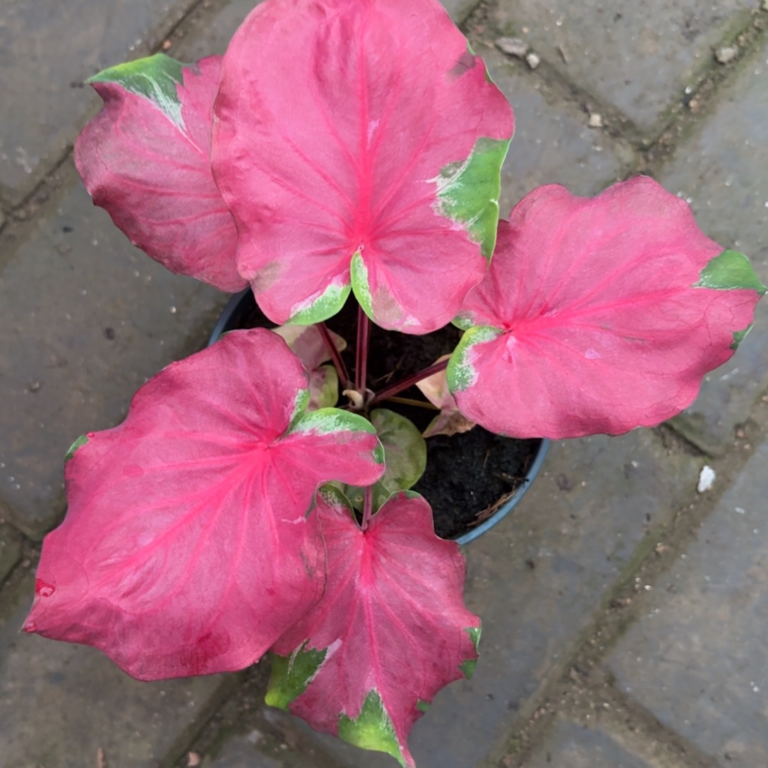 月亮人泰国76-1121