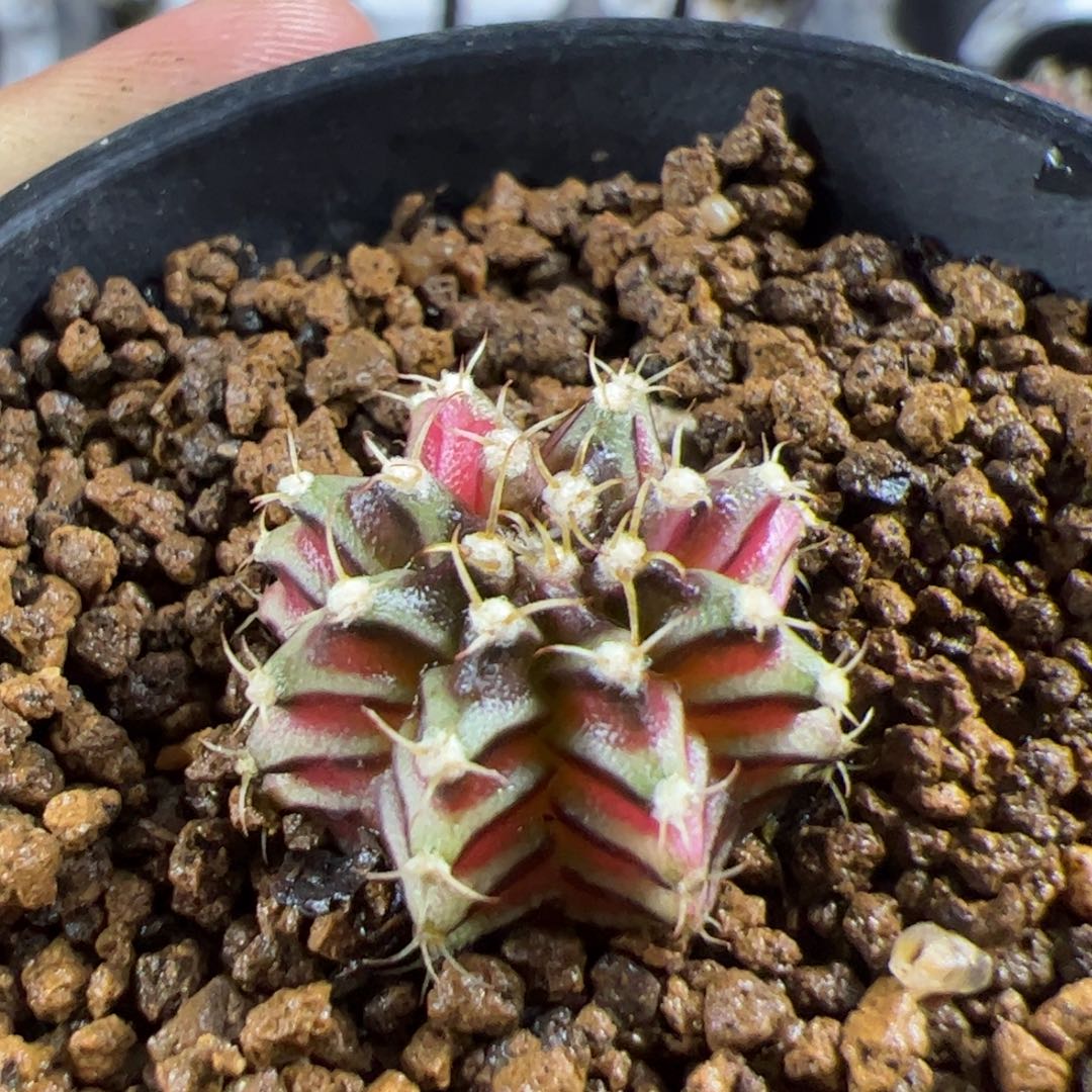 迷***林当前无花栽培后可以开花176