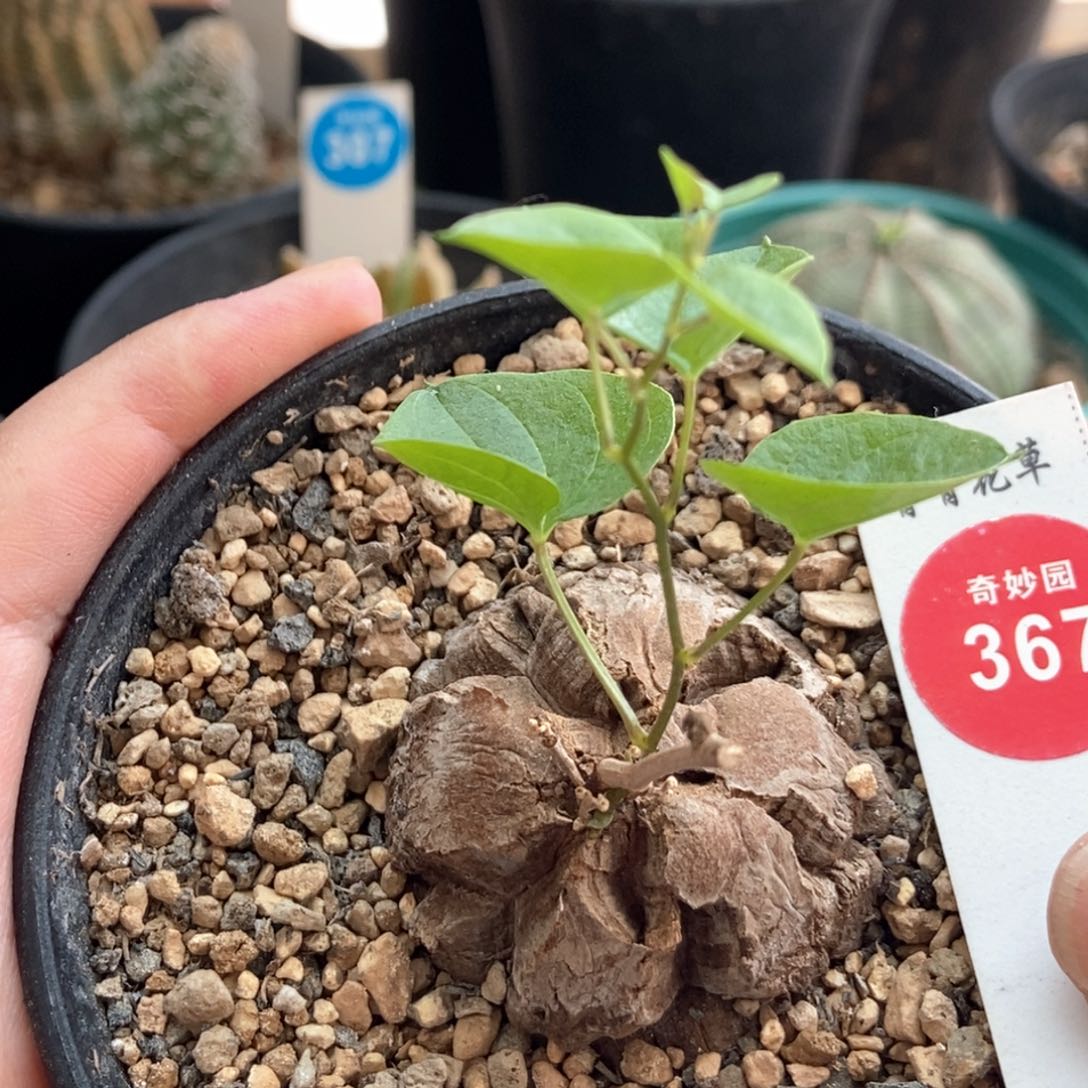 龟甲龙4.2cm一棵仙人球66988