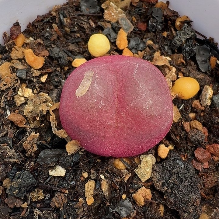 575吕红带盆发货