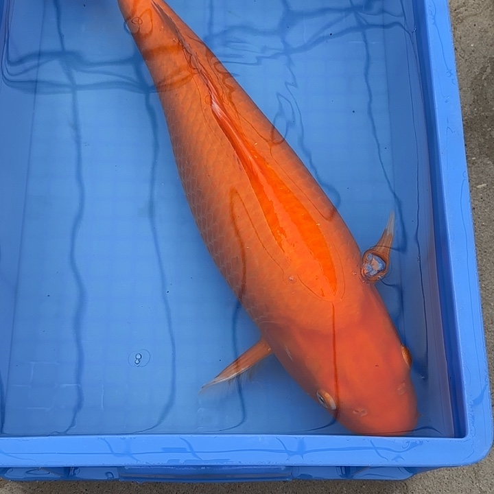 海水鱼赤目芒红介