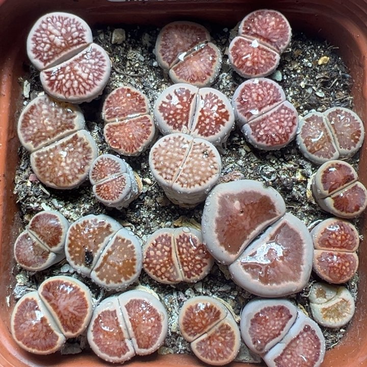 【闪购商品】748……