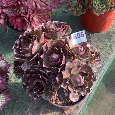 696魅金玫瑰多肉，