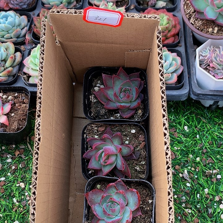 A321惊鸿仙子多肉