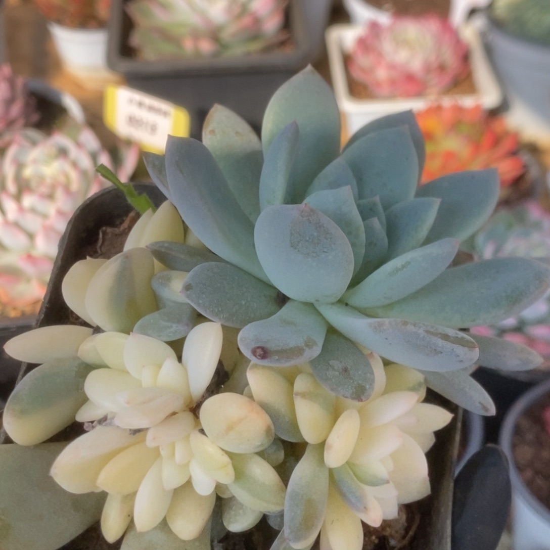 652橙子锦锦锦锦锦锦