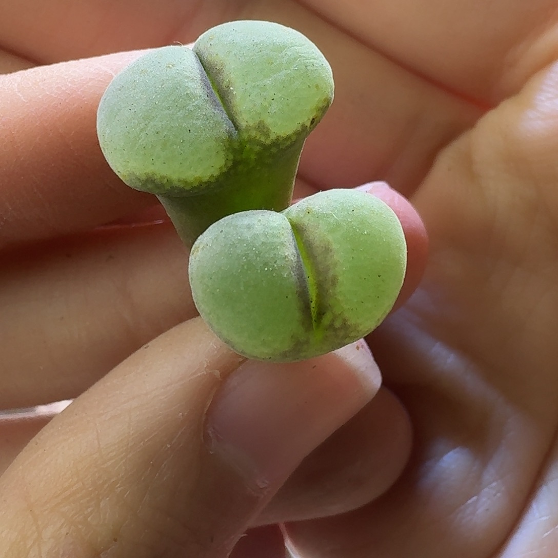 24号双头大窗粉女一物一拍