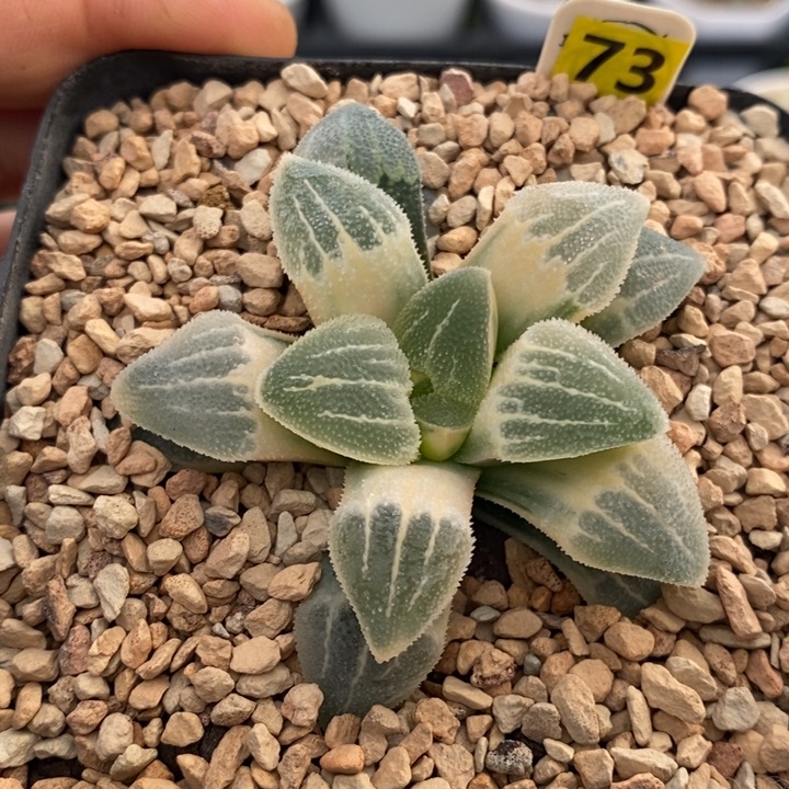 73号实生糊斑磨面锦