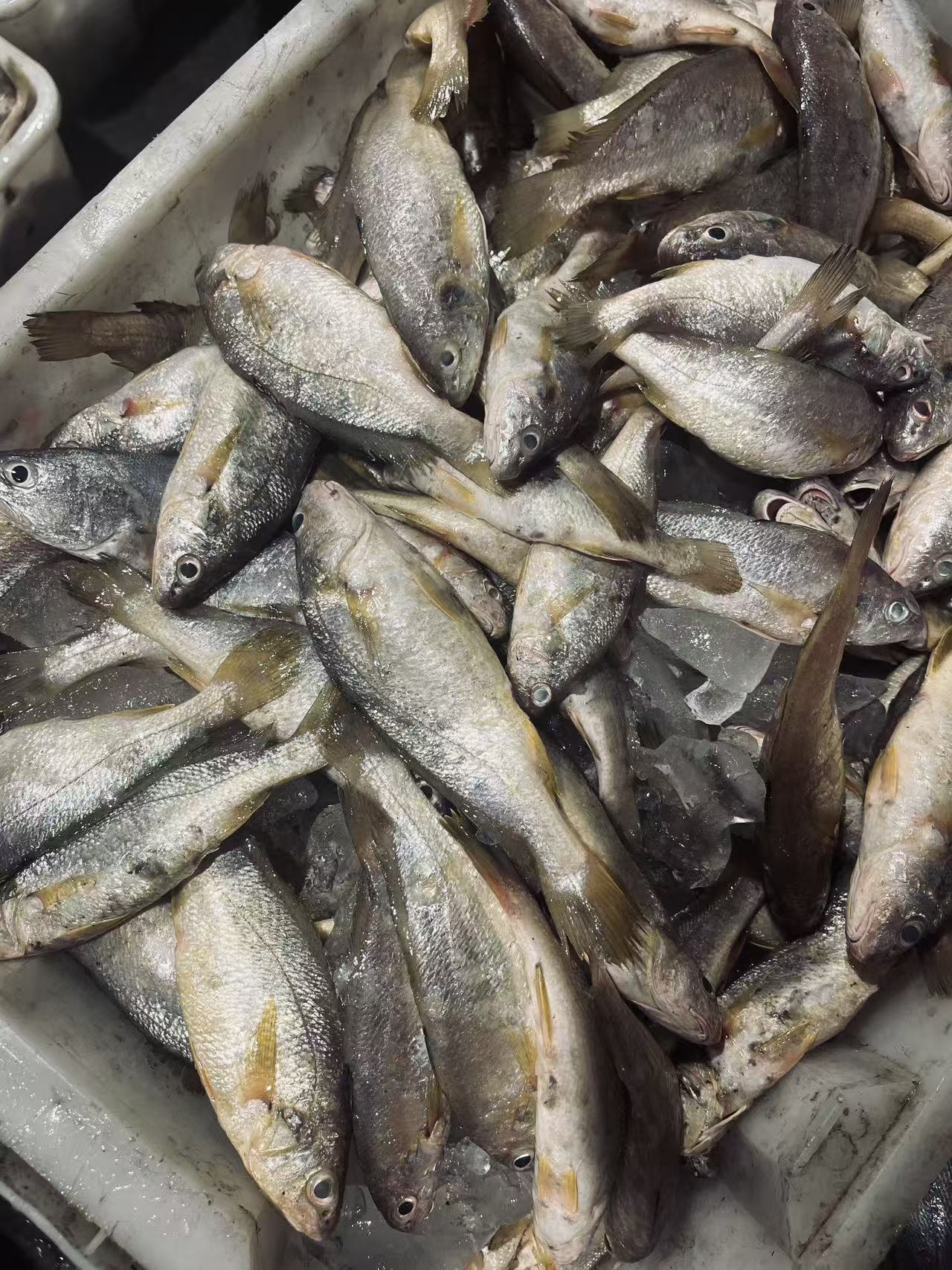 【4斤白果子】东海野生白果子美味可口眼睛透亮 顺丰冷链包邮