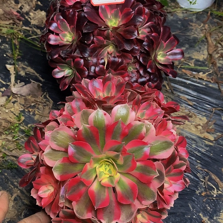 卷***刀美杜莎粉女巫老桩老桩869号