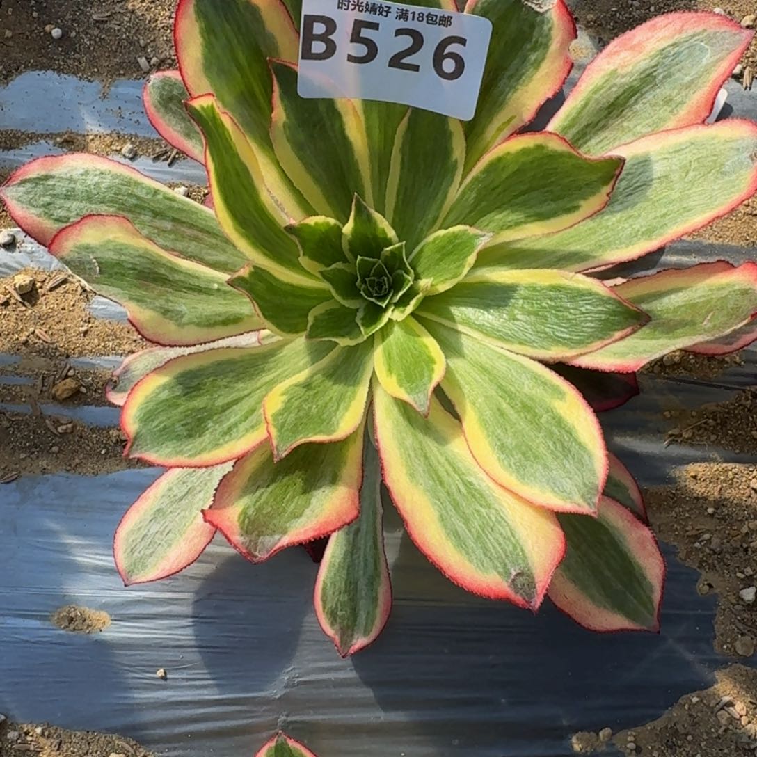 526魅影多肉植物