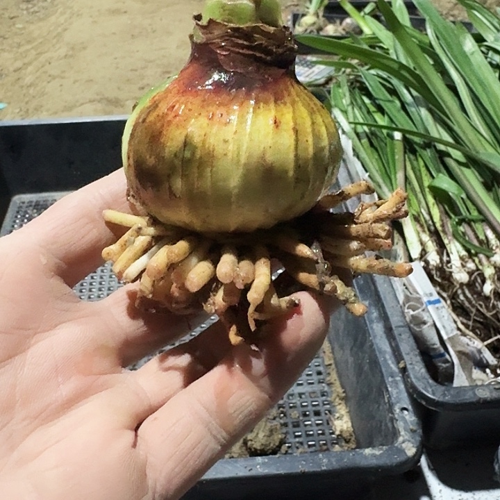 长春自然最美朱顶红一棵5.5