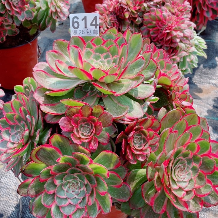 多肉植物百科614