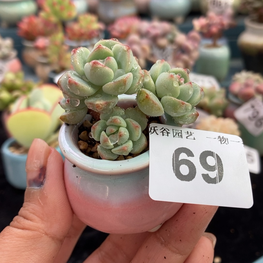 69香草带盆土发货