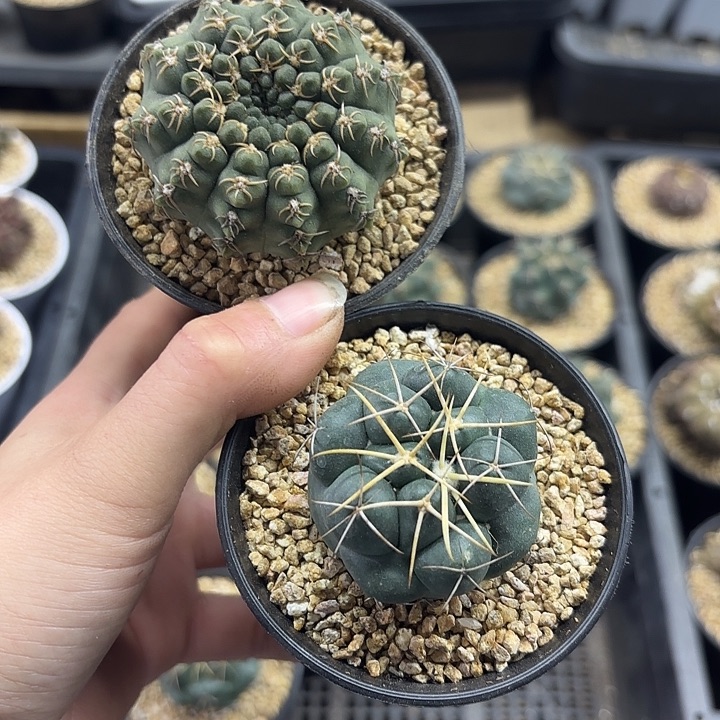     象牙➕瑞昌玉组合