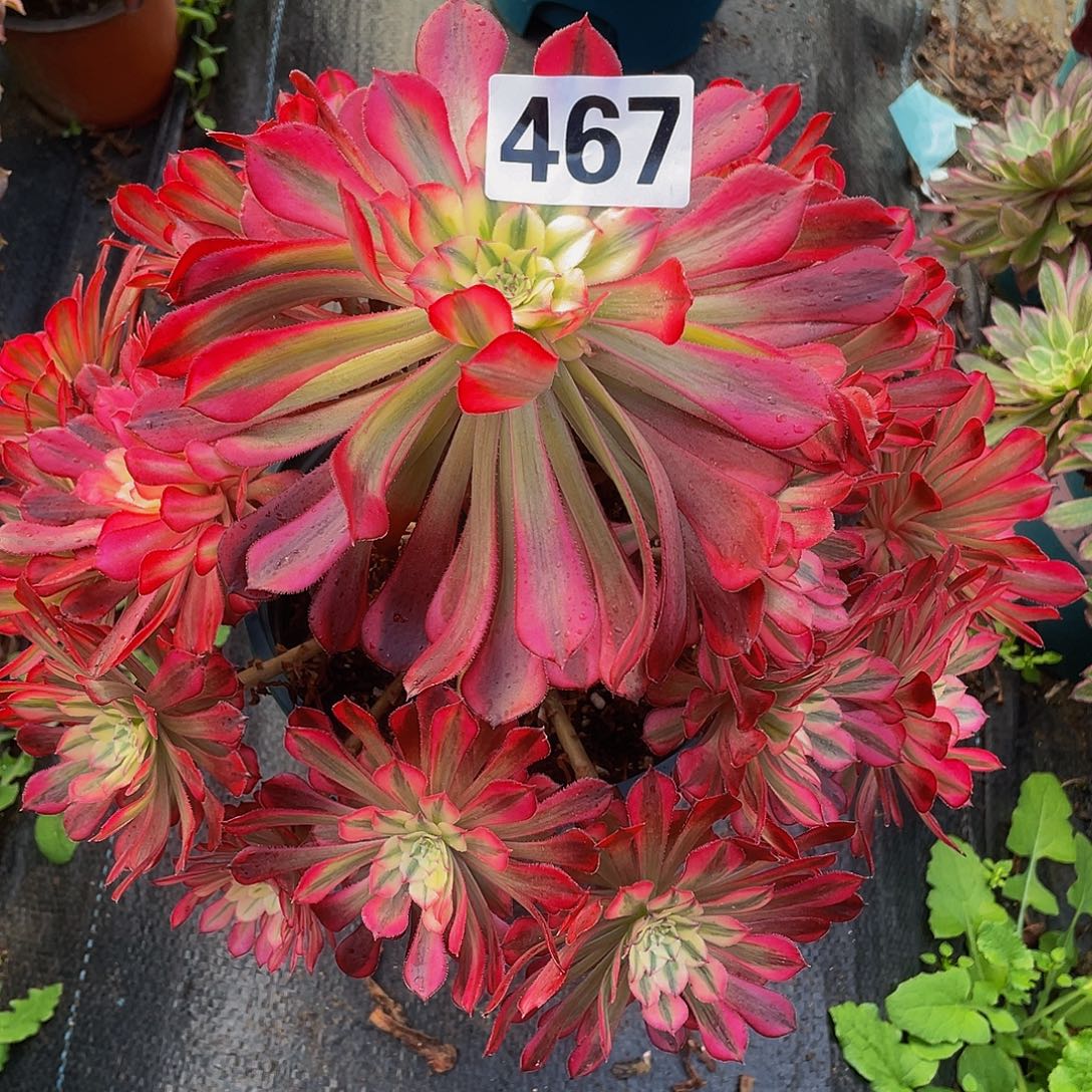 多肉法师467号红白发货不包损