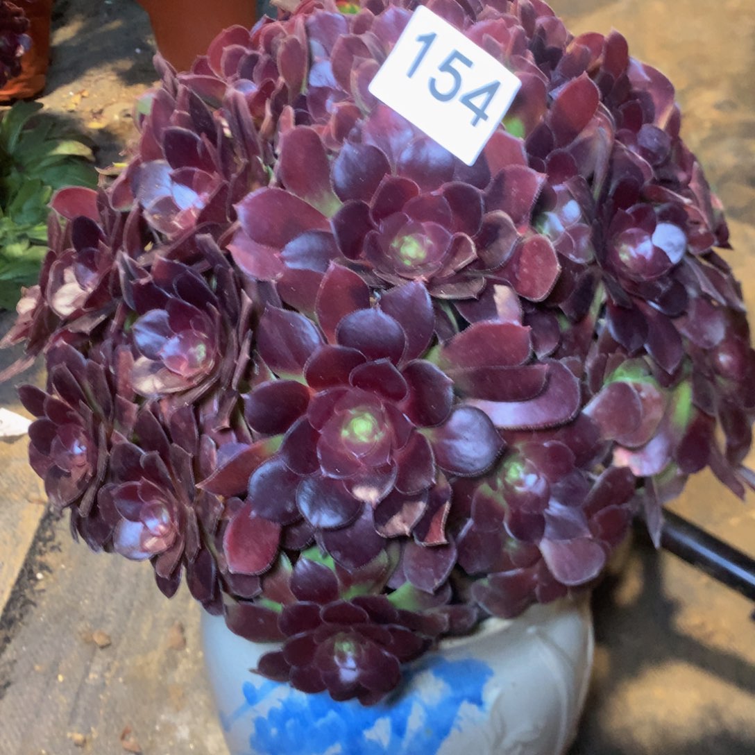 154荷兰玫瑰多肉植物