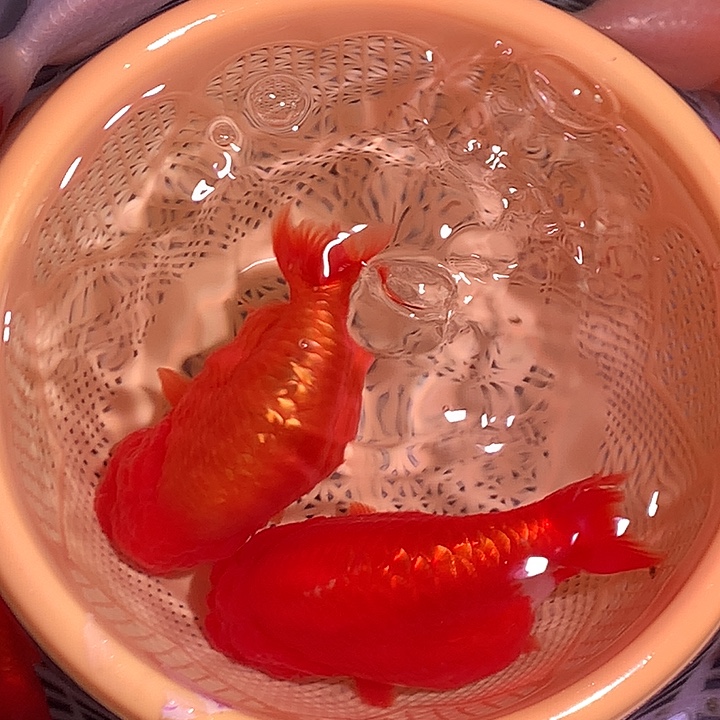 金鱼开箱视频包损