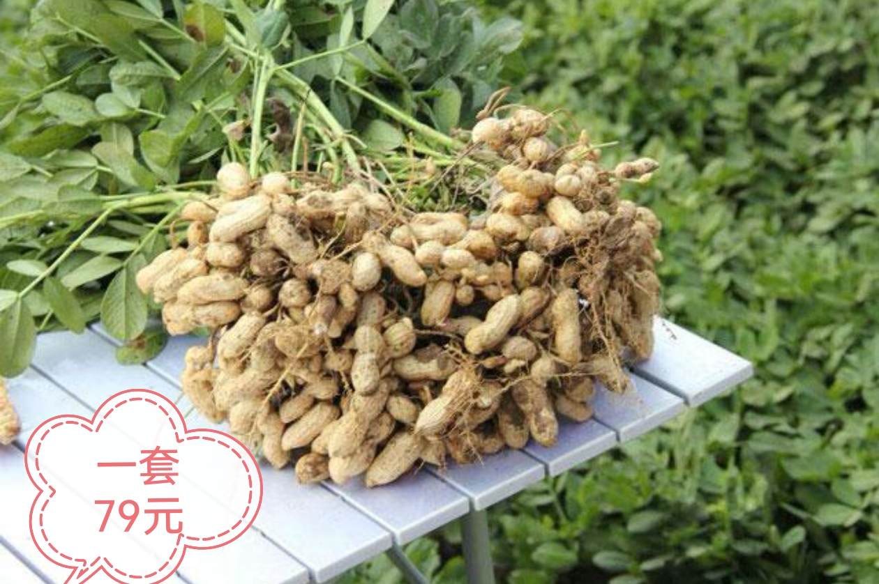 花生分叉，促花，下针，保叶增产四遍组合产量高不落叶品质好！