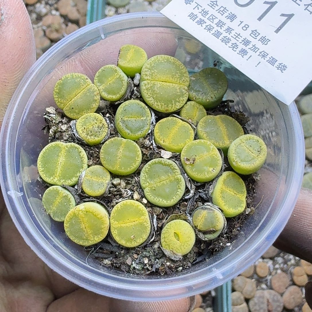 1911 哈哈哈哈哈哈哈哈哈哈