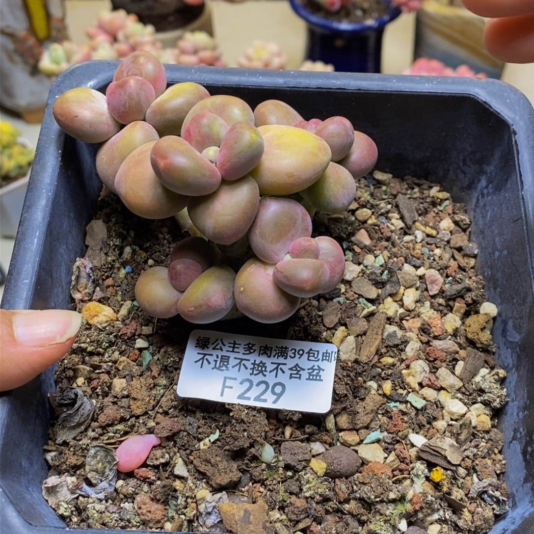 229芒果奶kk奶多肉7c m