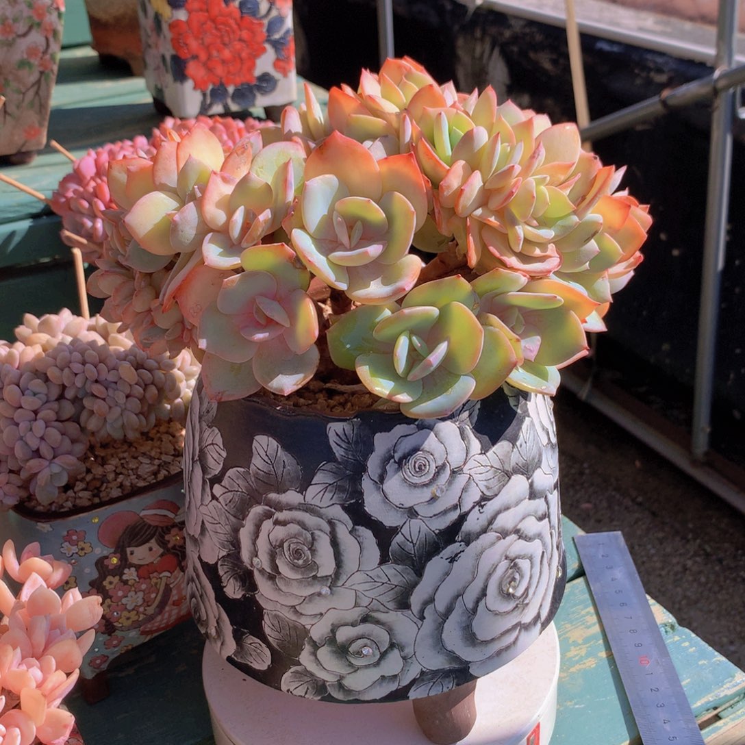 白凤朵朵无砍自然群