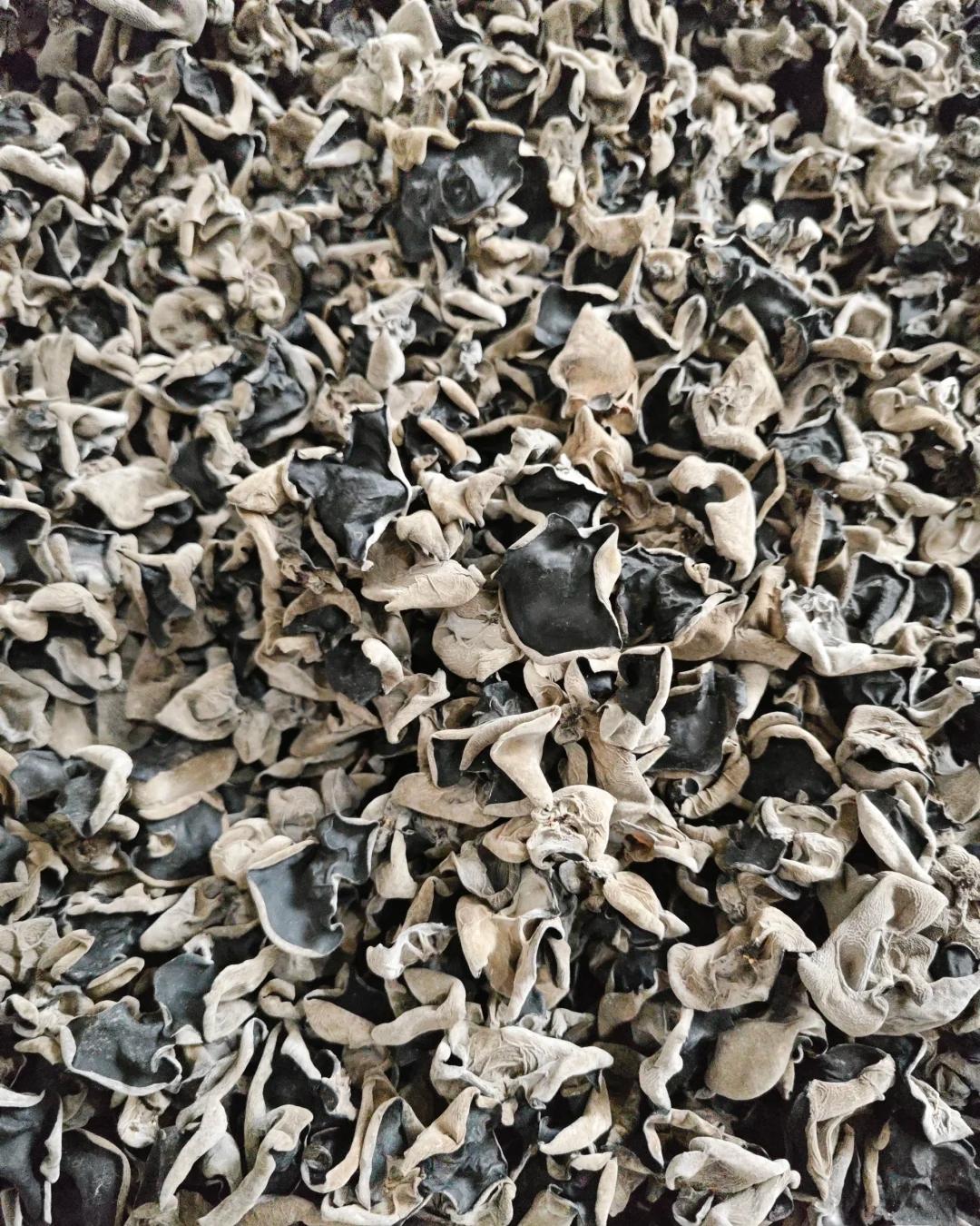 云南特产农村小木耳无根肉厚2025年头茬木耳干货