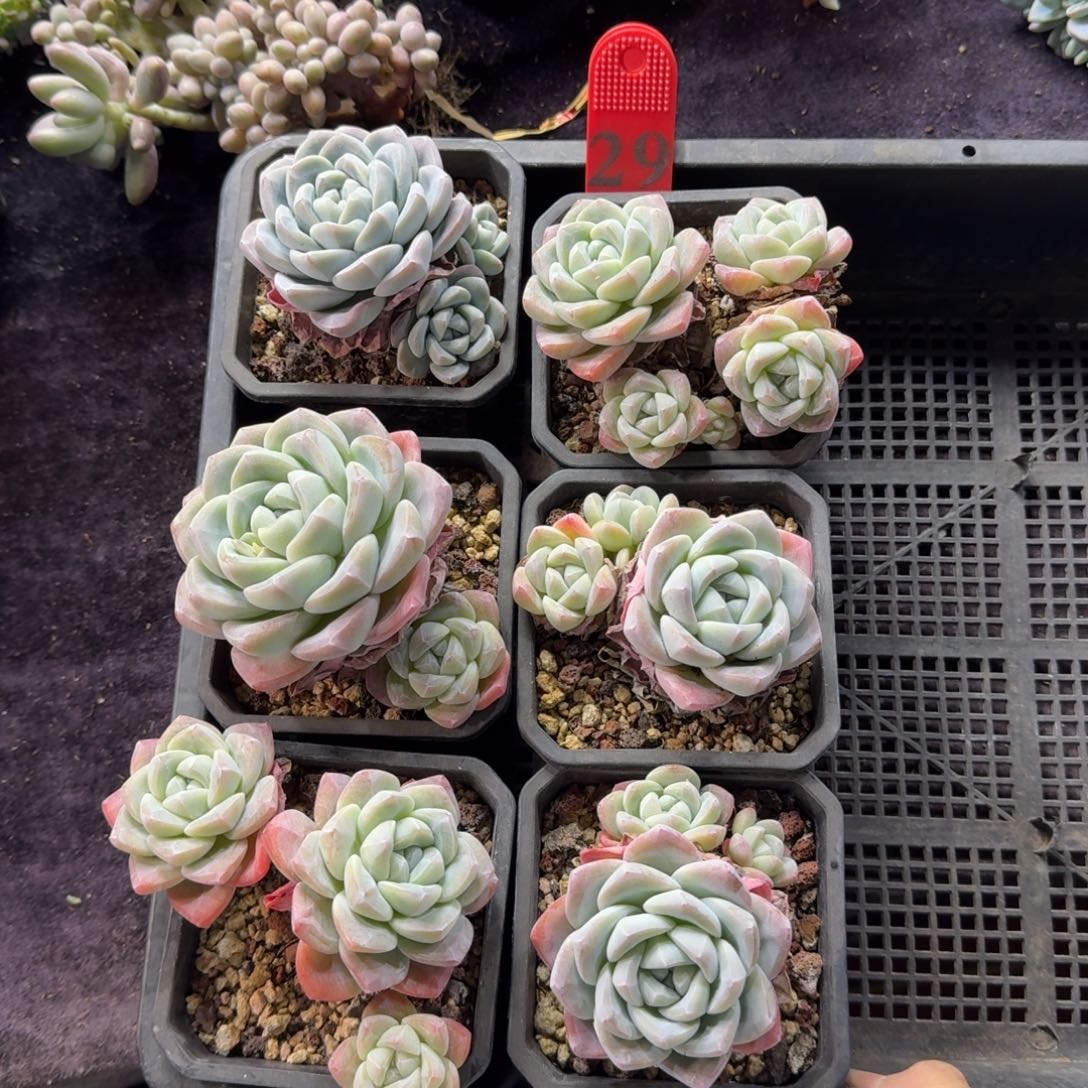 冰玉6颗带盆发不包整29