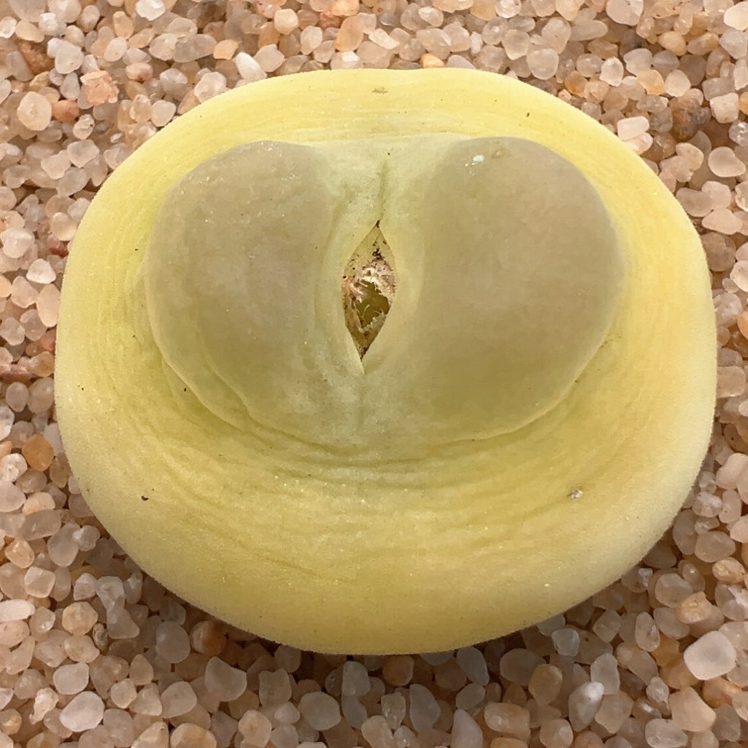 977。日系桃尻娘拉登 老母本。3.2