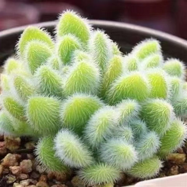 信东尼多头多肉植物盆栽办公室室内绿植园艺花卉新款稀有萌肉