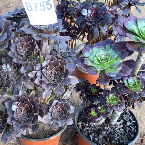 黑法师灰法师小黑豆755