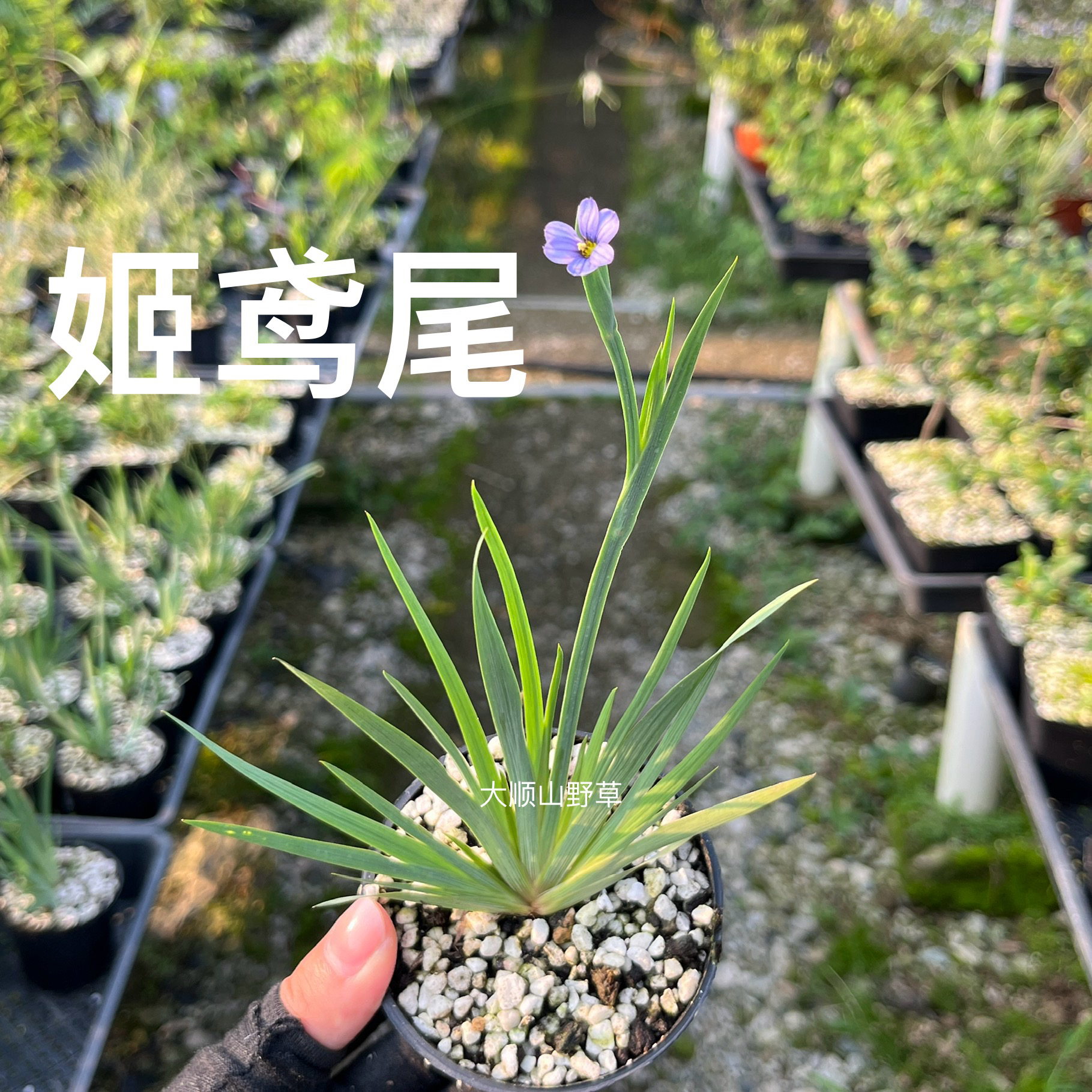 姬鸢尾日本山野草组盆百搭品种开花菖蒲盆栽素材苗好养易活蓝花姬