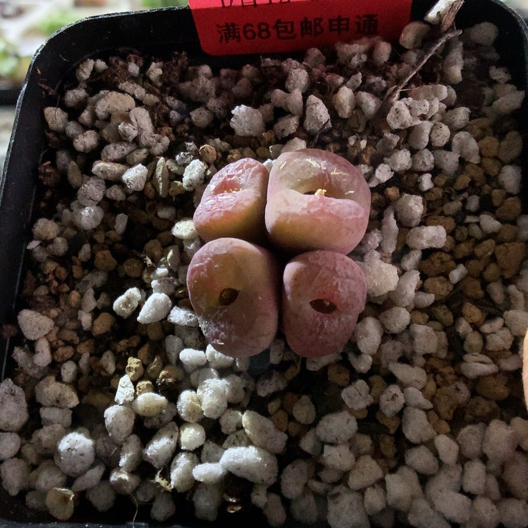 12-6-9  毛杂一群