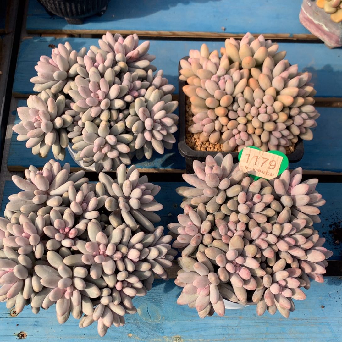 五****粉色恋人无砍4颗1179