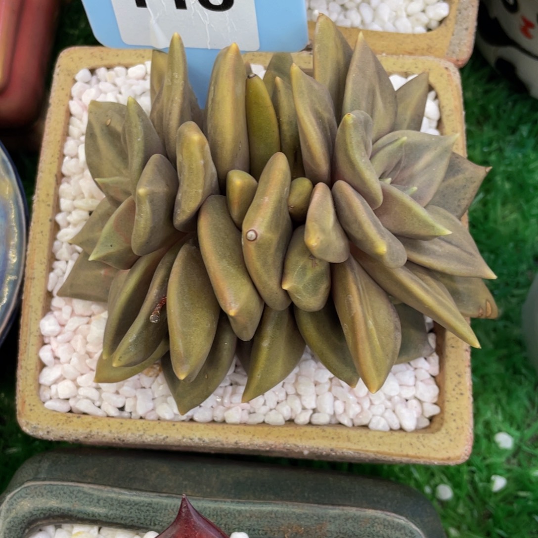 多肉植物盆栽多肉4