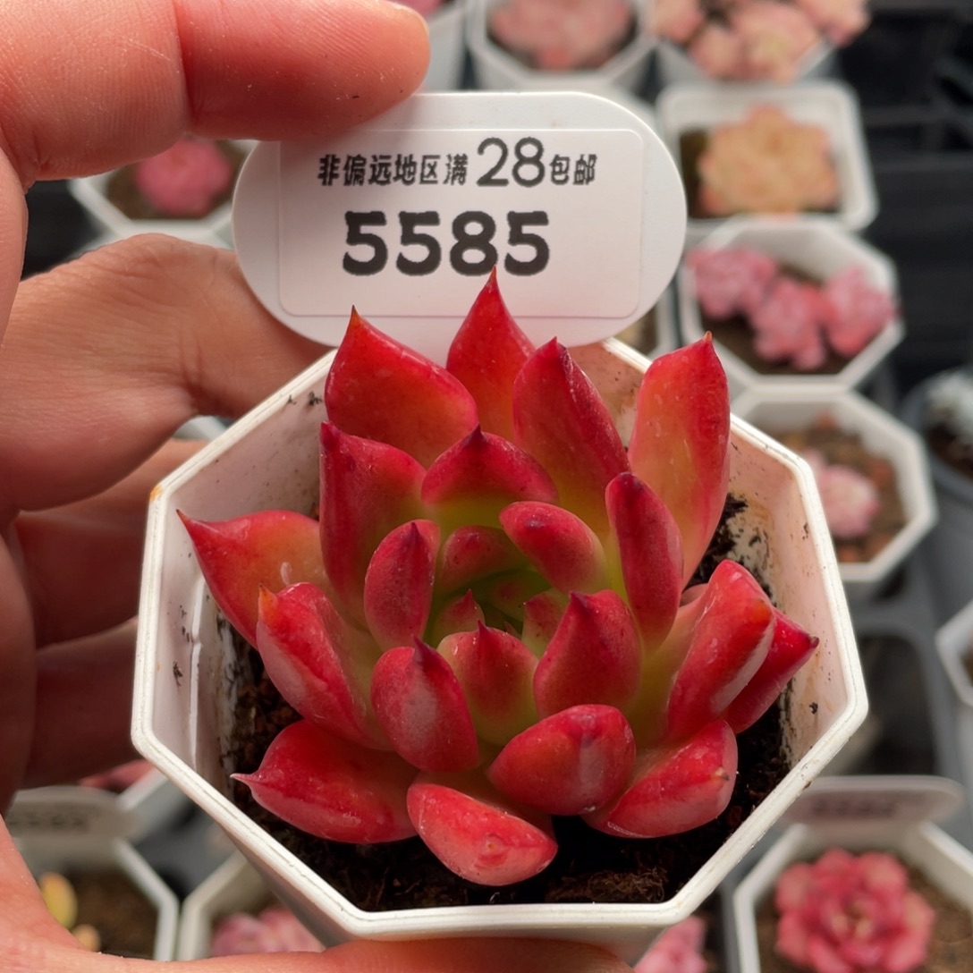 弗兰克5585-6厘米